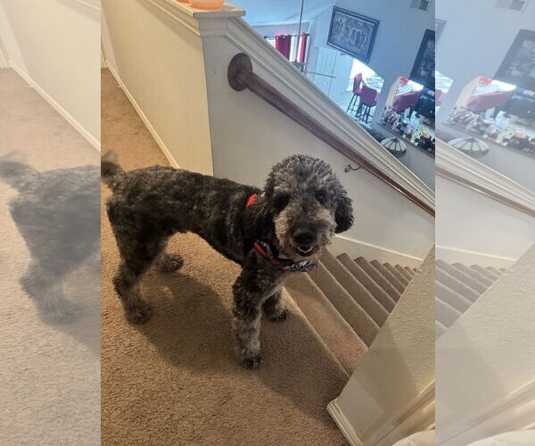 Medium Photo #7 Aussiedoodle Puppy For Sale in McKinney, TX, USA