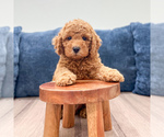 Small #1 Miniature Labradoodle