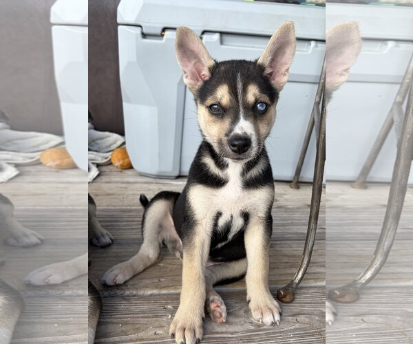 Medium Photo #1 Mutt Puppy For Sale in Royal Palm Beach, FL, USA