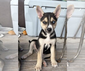 Mutt Dogs for adoption in Royal Palm Beach, FL, USA