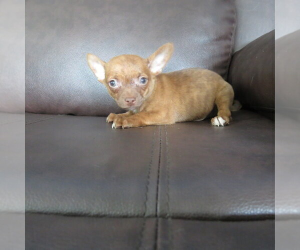 Medium Photo #4 Chihuahua Puppy For Sale in HAYES, VA, USA