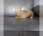 Small #3 Chihuahua