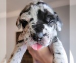 Small Photo #37 Daniff-Neapolitan Mastiff Mix Puppy For Sale in MONTEVIEW, ID, USA