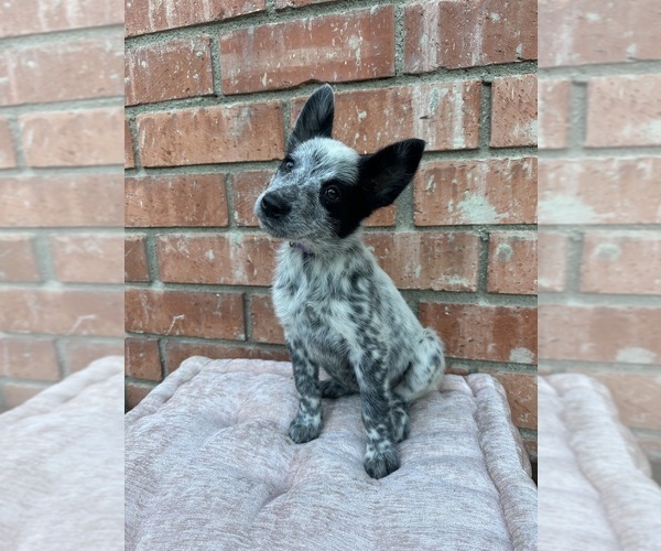 Medium Photo #8 Texas Heeler Puppy For Sale in SIMI VALLEY, CA, USA