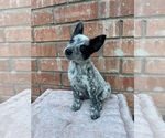 Small #7 Texas Heeler