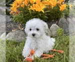 Small #4 Maltese