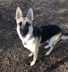 German Shepherd Dog Dogs for adoption in PLANO, TX, USA