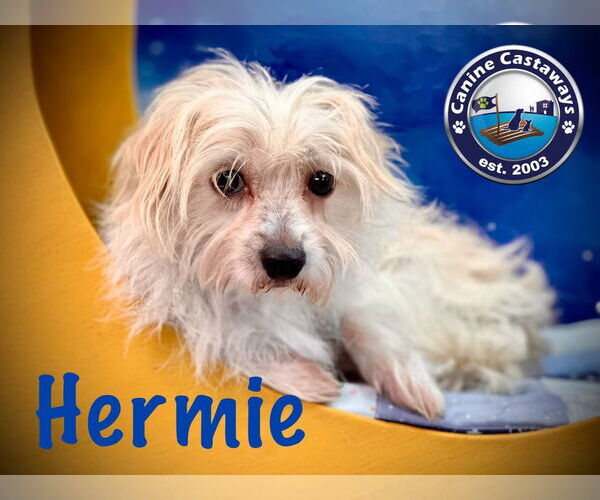 Medium Photo #2 Maltese-Unknown Mix Puppy For Sale in Arcadia, FL, USA