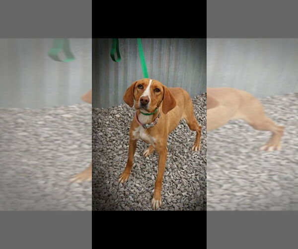 Medium Photo #1 American Foxhound Puppy For Sale in garner, NC, USA