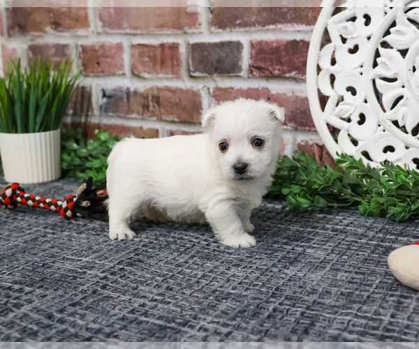 Medium Photo #10 West Highland White Terrier Puppy For Sale in SYRACUSE, IN, USA