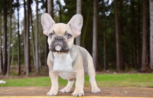 Medium Photo #1 French Bulldog Puppy For Sale in MARYSVILLE, WA, USA