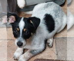 Small Australian Shepherd-Cardigan Welsh Corgi Mix