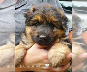 German Shepherd Dog Puppy for sale in BROOKVILLE, IN, USA