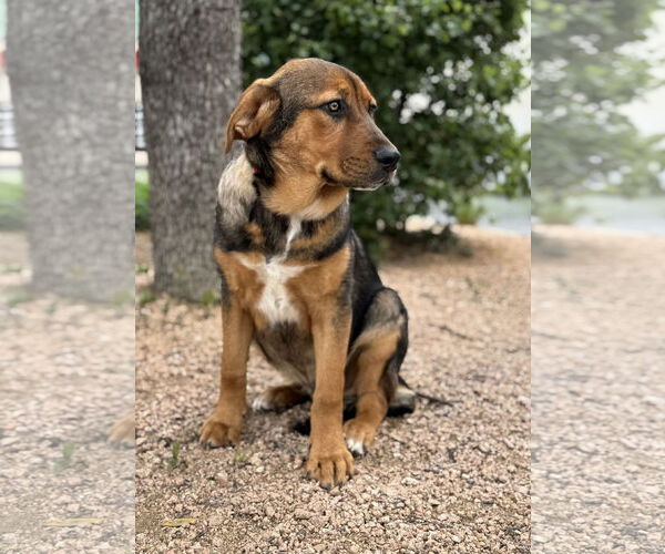 Medium Photo #9 Mutt Puppy For Sale in PIPE CREEK, TX, USA