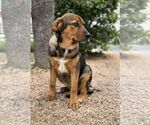 Small #8 Mutt