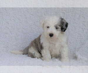 Old English Sheepdog-Poodle (Miniature) Mix Puppy for sale in FREDERICKSBG, OH, USA