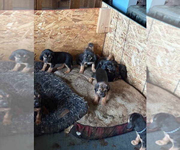 Medium Photo #14 Bloodhound Puppy For Sale in LITTLETON, CO, USA