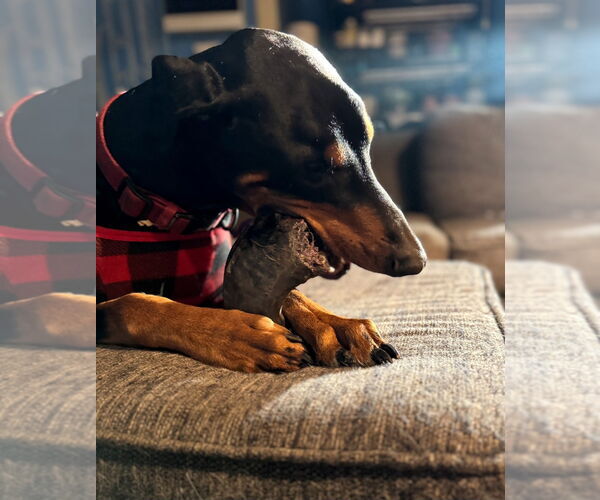 Medium Photo #15 Doberman Pinscher Puppy For Sale in Buffalo, MN, USA