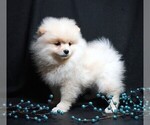 Small #3 Pomeranian