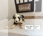 Small Australian Shepherd