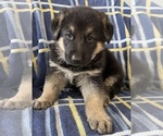 Small #1 German Shepherd Dog