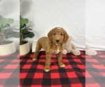 Small #4 Goldendoodle (Miniature)