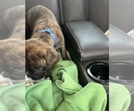 Small #11 Boxer