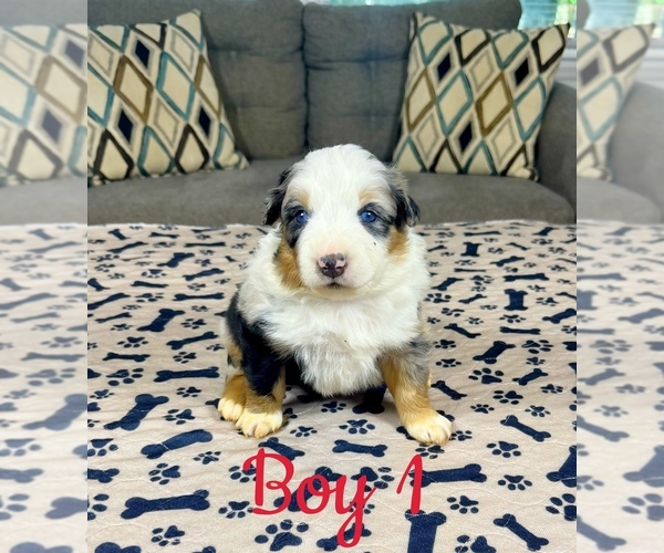 Medium Photo #4 Australian Shepherd Puppy For Sale in SALISBURY, NC, USA