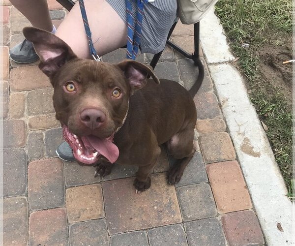 Medium Photo #8 American Staffordshire Terrier-Labrador Retriever Mix Puppy For Sale in Rosenberg, TX, USA