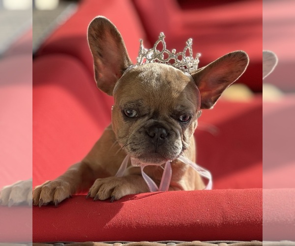 Medium Photo #4 French Bulldog Puppy For Sale in LEBANON, KY, USA