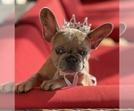 Small #3 French Bulldog
