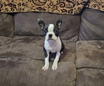 Small #9 Boston Terrier