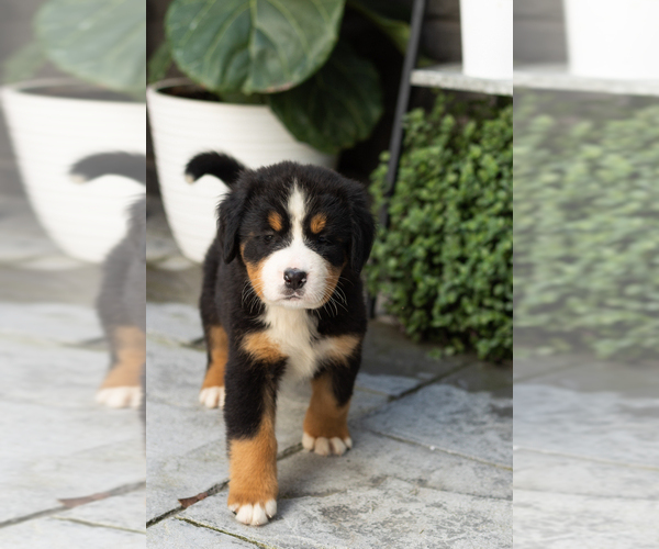 Medium Photo #1 Bernese Mountain Dog Puppy For Sale in MILLERSBURG, IN, USA