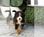 Puppy Maddie Bernese Mountain Dog