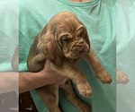 Red LM 4 - Male Bloodhound Puppy for Sale - Photo #7