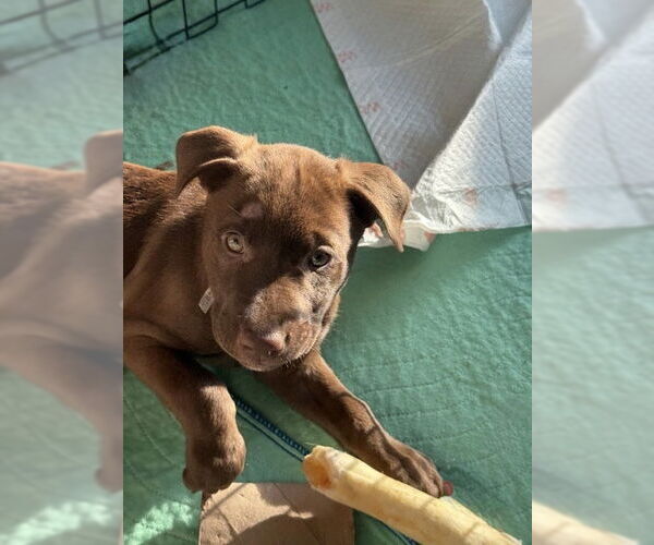 Medium Photo #1 Mutt Puppy For Sale in St. Louis Park, MN, USA