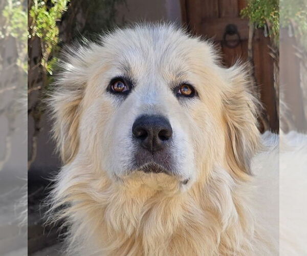 Medium Photo #1 Great Pyrenees Puppy For Sale in Albuquerque, NM, USA