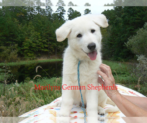 German Shepherd Dog Puppy for sale in PIEDMONT, MO, USA