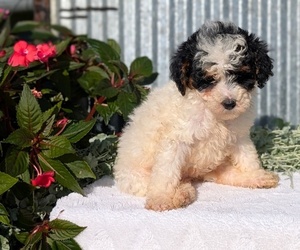 Medium Poodle (Toy)