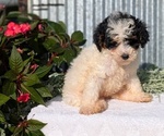 Puppy Cali Poodle (Toy)
