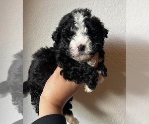 Maltipoo Puppy for sale in VALLEY CENTER, CA, USA