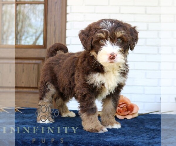 Medium Photo #1 Bernedoodle (Miniature) Puppy For Sale in PARADISE, PA, USA