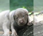 Puppy Silver Boy Labrador Retriever