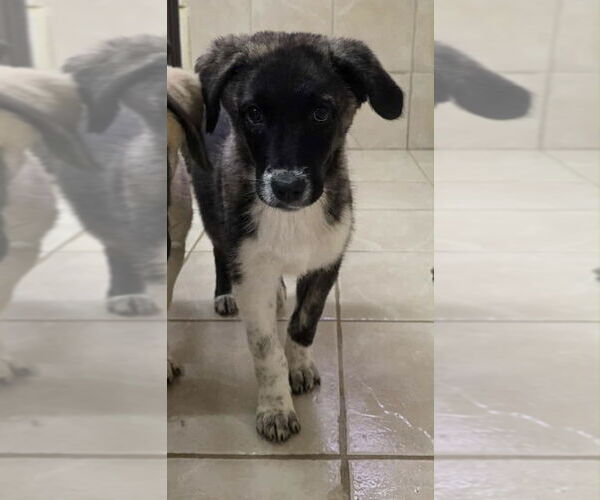 Medium Photo #4 Anatolian Shepherd Puppy For Sale in Osgood, IN, USA