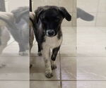 Small #3 Anatolian Shepherd