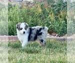 Small #4 Miniature Australian Shepherd