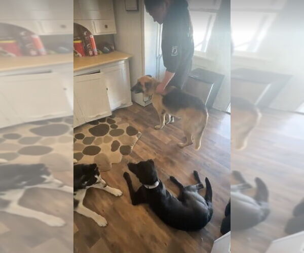 Medium Photo #3 Labrador Retriever-Unknown Mix Puppy For Sale in Salt Lake City, UT, USA