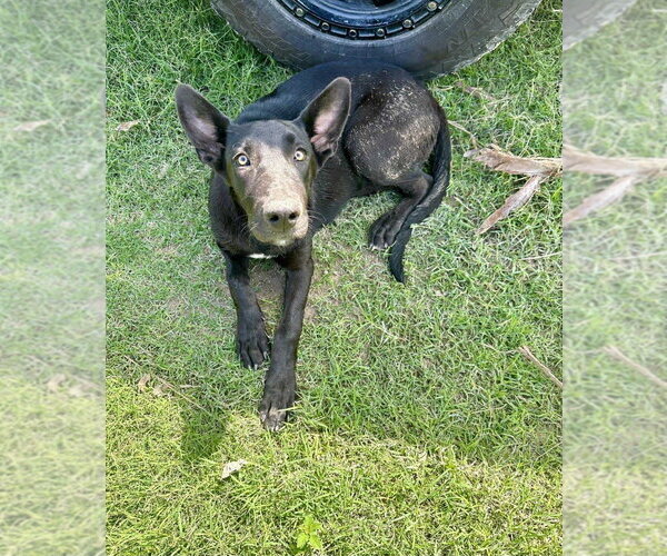 Medium Photo #2 Great Dane-Unknown Mix Puppy For Sale in Bullard, TX, USA