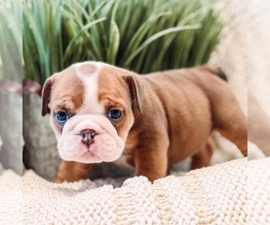 English Bulldog Puppy for sale in MURRIETA, CA, USA