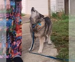 Small #6 Norwegian Elkhound